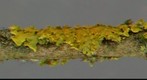 orbilia &amp; lichens.jpg