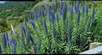 Blurry Blue Flowers