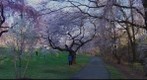 Cherry Blossom (1)  