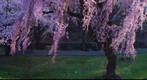 Cherry Blossom (2)