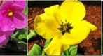 Flowers -- Spring, 2009