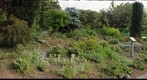 Rock Garden