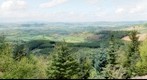 Mortimer Forest