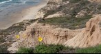 Torrey Pines with a Raven