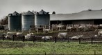 Sunbathing - Cow Style