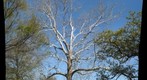 tree in quad-OSU