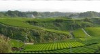 Japanese Green Tea (First Harvest 2009) by PoPBunka! 英会話 浜松市 