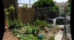Strange Attractor at the Page St Community Garden