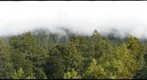 view of old-growth redwood forest canopy along Bull Creek from 330 feet, Humboldt Redwoods State Park
