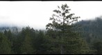 360 degree view of old-growth redwood forest canopy from 330 feet in Humboldt Redwoods State Park