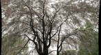 Weeping Cherry Tree