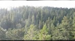 view of old-growth redwood forest canopy from 330 feet into the sun through mist, Humboldt Redwoods State Park