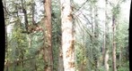 view of giant limb complex in the lower crown of a redwood, Prairie Creek Redwoods State Park