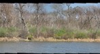 Bobolink Meadow, Jackson Park (TM + NN)