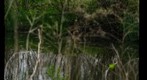 Washington Park Wetland Ecosystem GigaPan #1 5/04/2009