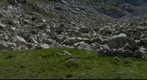 Ibons d'Alba