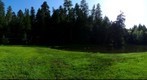 Redwood Forest