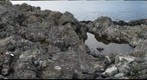 Porth Clais Sill Lower Margin