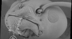 nano-gigapan of ant head