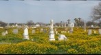 Galveston cemetery
