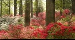 Azalea Gardens at Brighton Dam (Brookeville, MD)