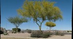 Phoenix, AZ - Palo Verde Tree