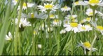 Grass