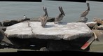 Galveston pelicans 