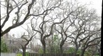 Dead trees in Galveston 3