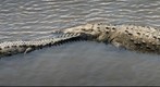 Crocs in river, Costa Rica Pacific Coast