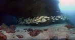 Cocos Island, Dos Amigos, Swim Through with Hammerheads, Whitetip Reef Sharks, and Snappers