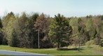 Treeline