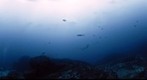 Cocos Island, Cousteau's Seamount 'Alcyone, School of Hammerheads