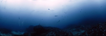 Cocos Island, Cousteau's Seamount 'Alcyone, School of Hammerheads