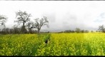 More fields near Sebastopol
