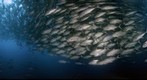 Cocos Island, Dos Amigos, Amazing school of Jacks envelope the divers