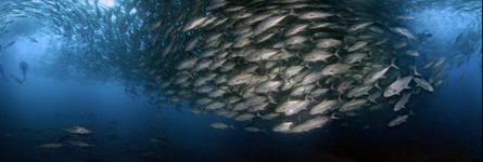 Cocos Island, Dos Amigos, Amazing school of Jacks envelope the divers