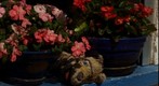 nature morte, fleurs et peluche a mon chien. still life, flowers and fuzz has my dog at France le Cap d'Agde