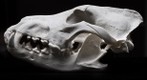Arctic Wolf Skull (canis lupus arctos)