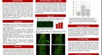 whereRU: Aresty Poster 33- PSA and HNK-1 in Collagen Hydrogel to Promote Spinal Cord Regeneration