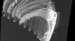The antenna of a moth