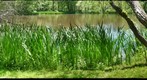 Rushes Beside the Pond