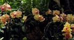 Phalaenopsis Orchids at Phipps Conservatory