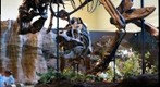 T. rex vs. T. rex, Carnegie Museum of Natural History Dinosaurs in Their Time