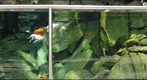 Phipps Conservatory, Koi tank