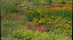CMU green roof, cmu, pittsburgh