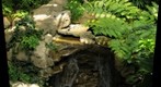 Phipps Botanical Garden Frog Waterfall