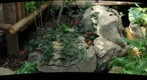 Phipps Conservatory Glass Frogs