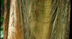 Palm trunk