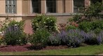 Flower garden with bees?  first try